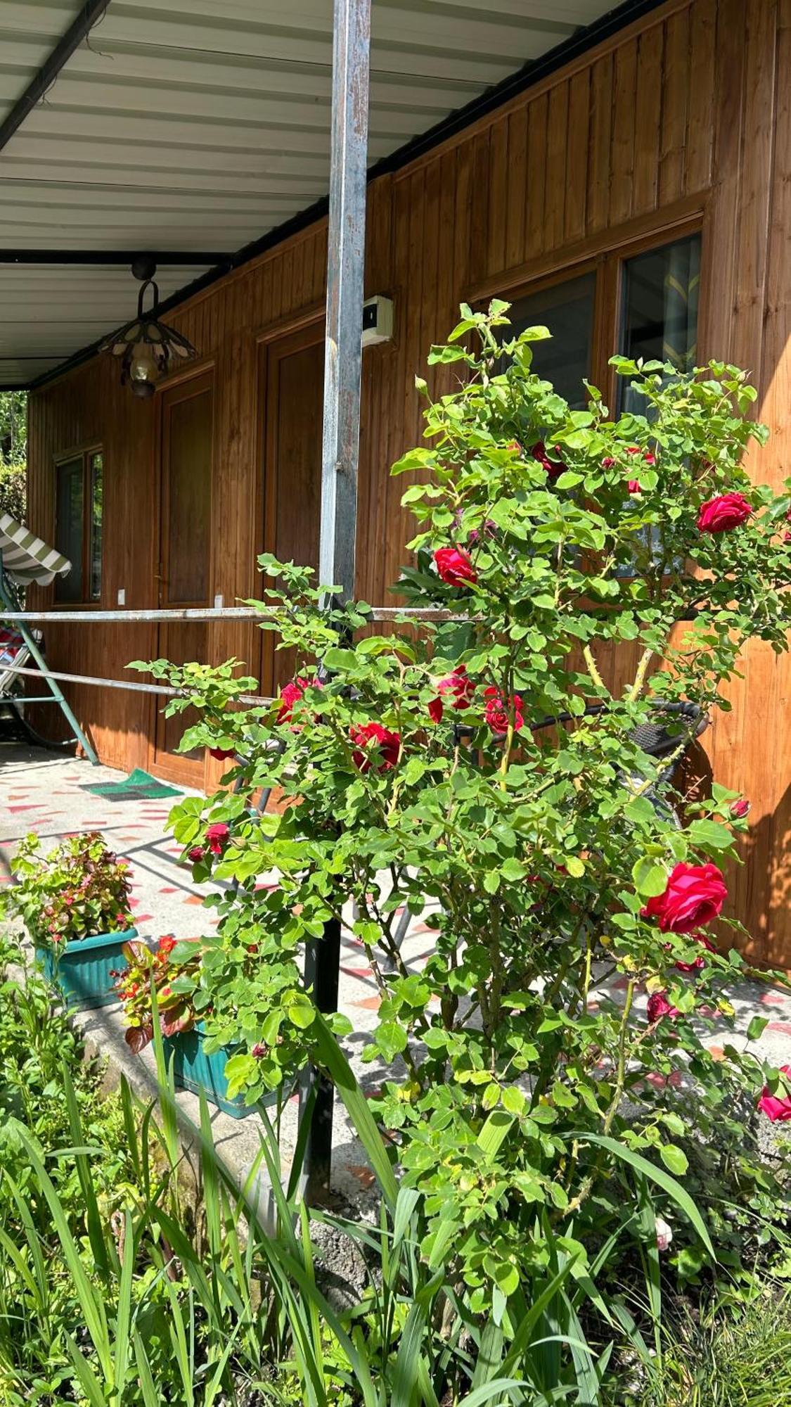 Ludwig Guesthouse Lagodekhi Kültér fotó
